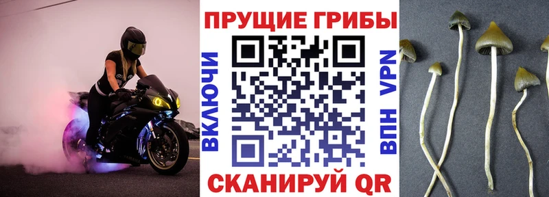 Купить где  Пенза  Галлюциногенные грибы прущие грибы 